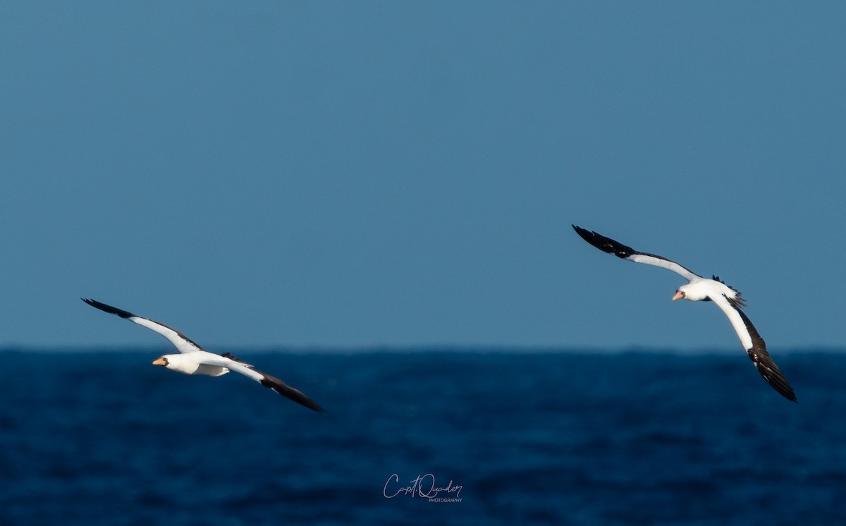 Nazca Booby - ML638268634