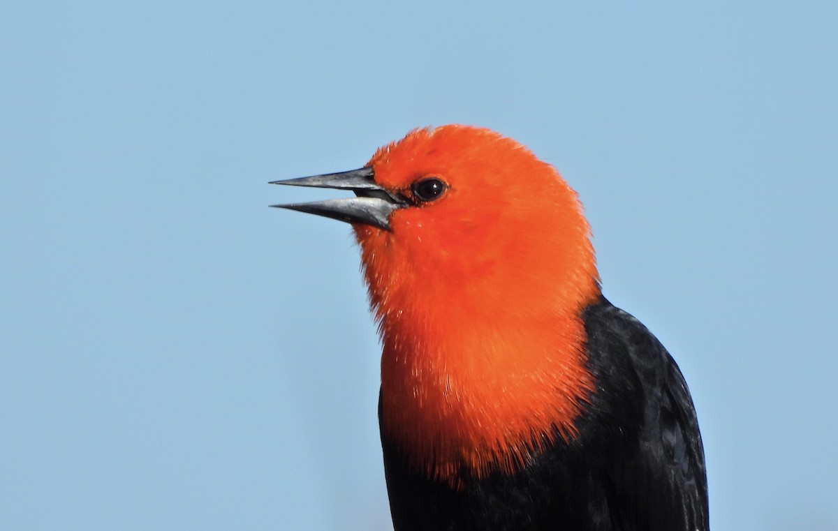 Scarlet-headed Blackbird - ML638268635