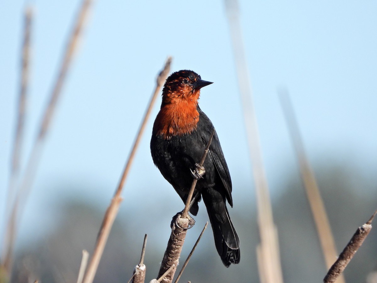 Scarlet-headed Blackbird - ML638268636
