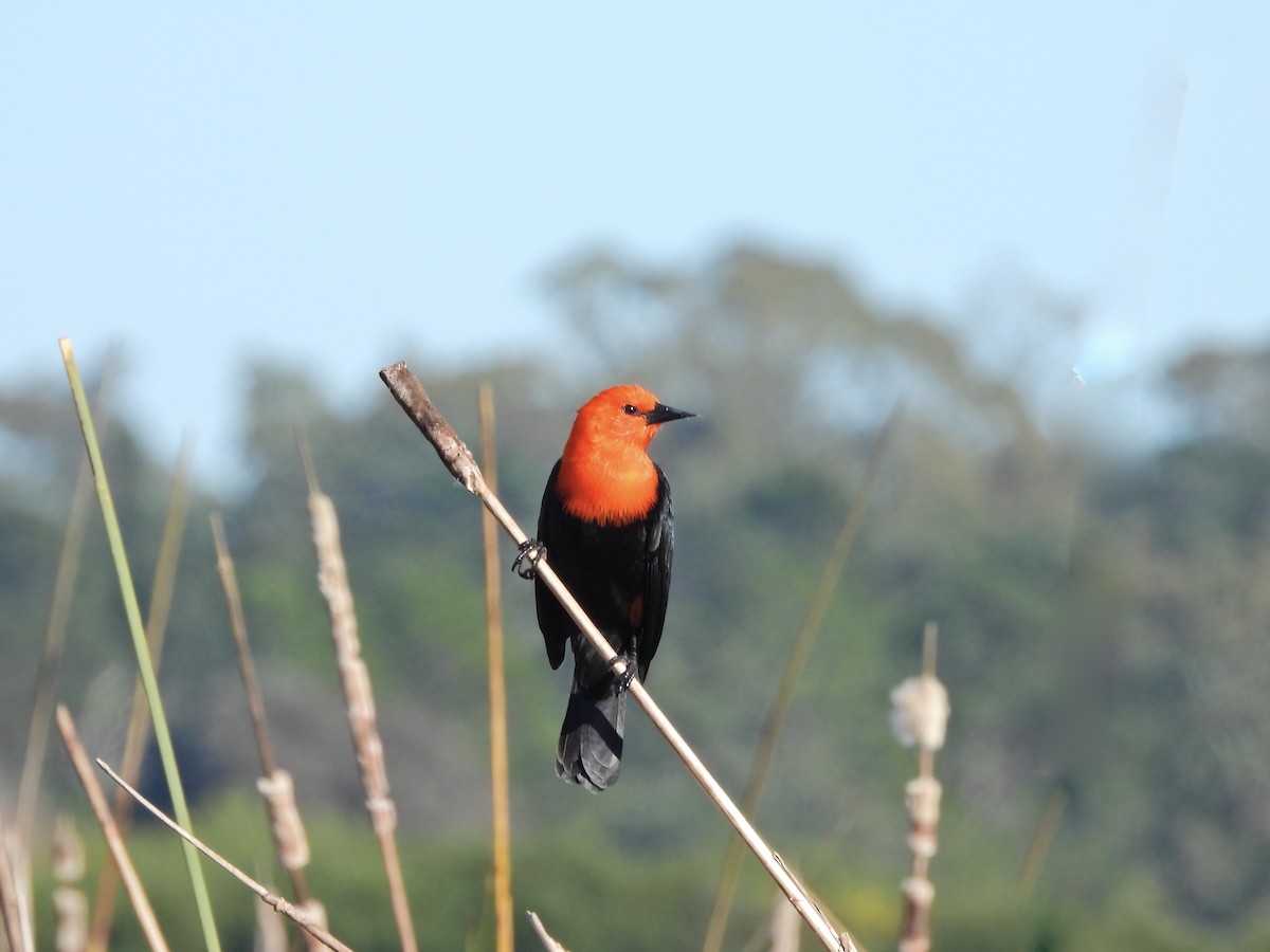 Scarlet-headed Blackbird - ML638268637