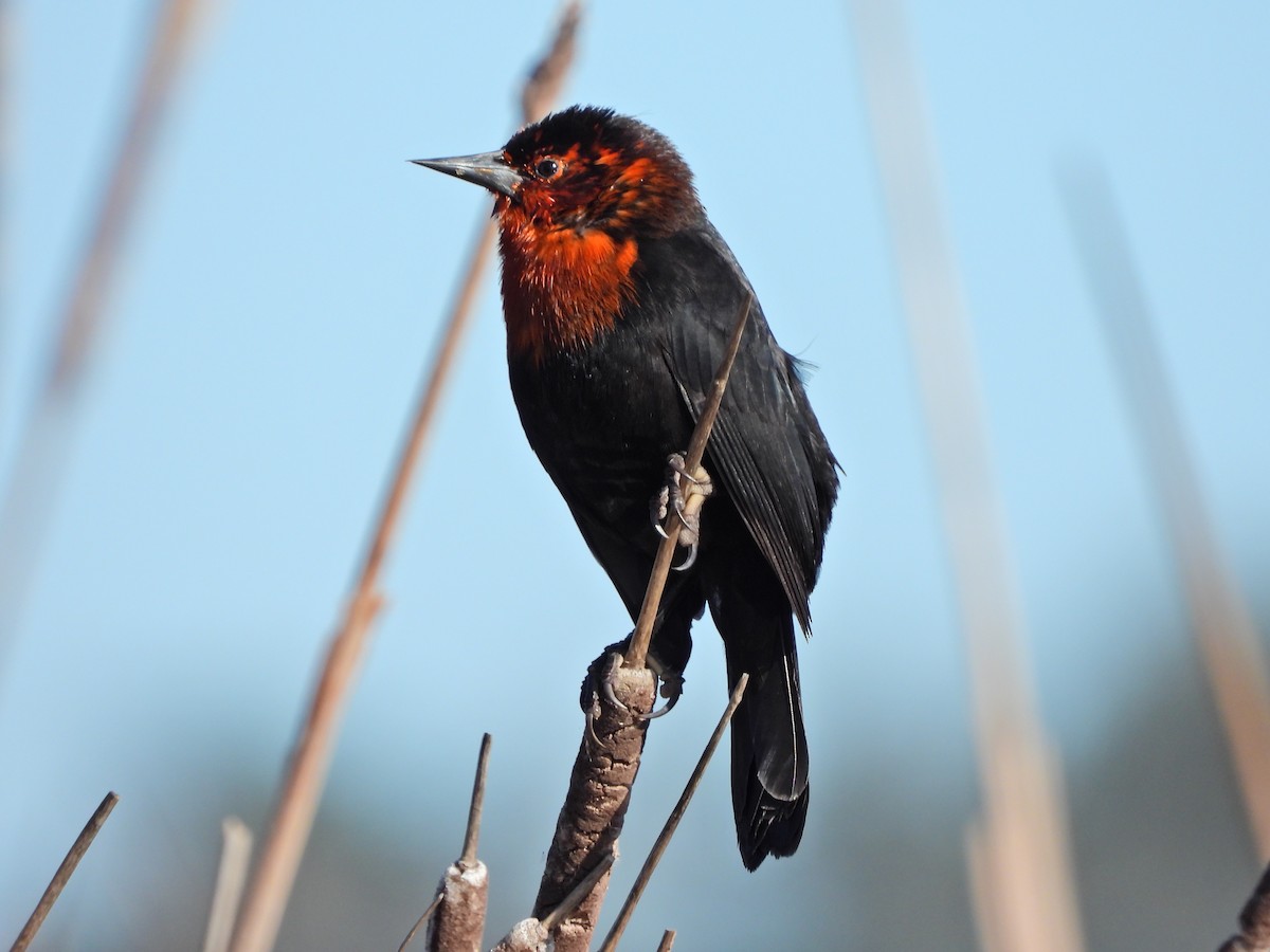 Scarlet-headed Blackbird - ML638268638