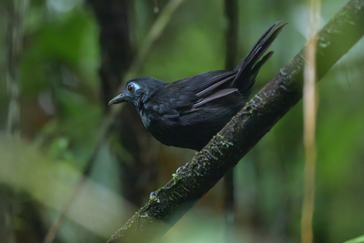 Zeledon's Antbird - ML638268658