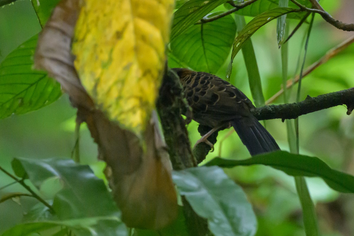 Ocellated Antbird - ML638268672
