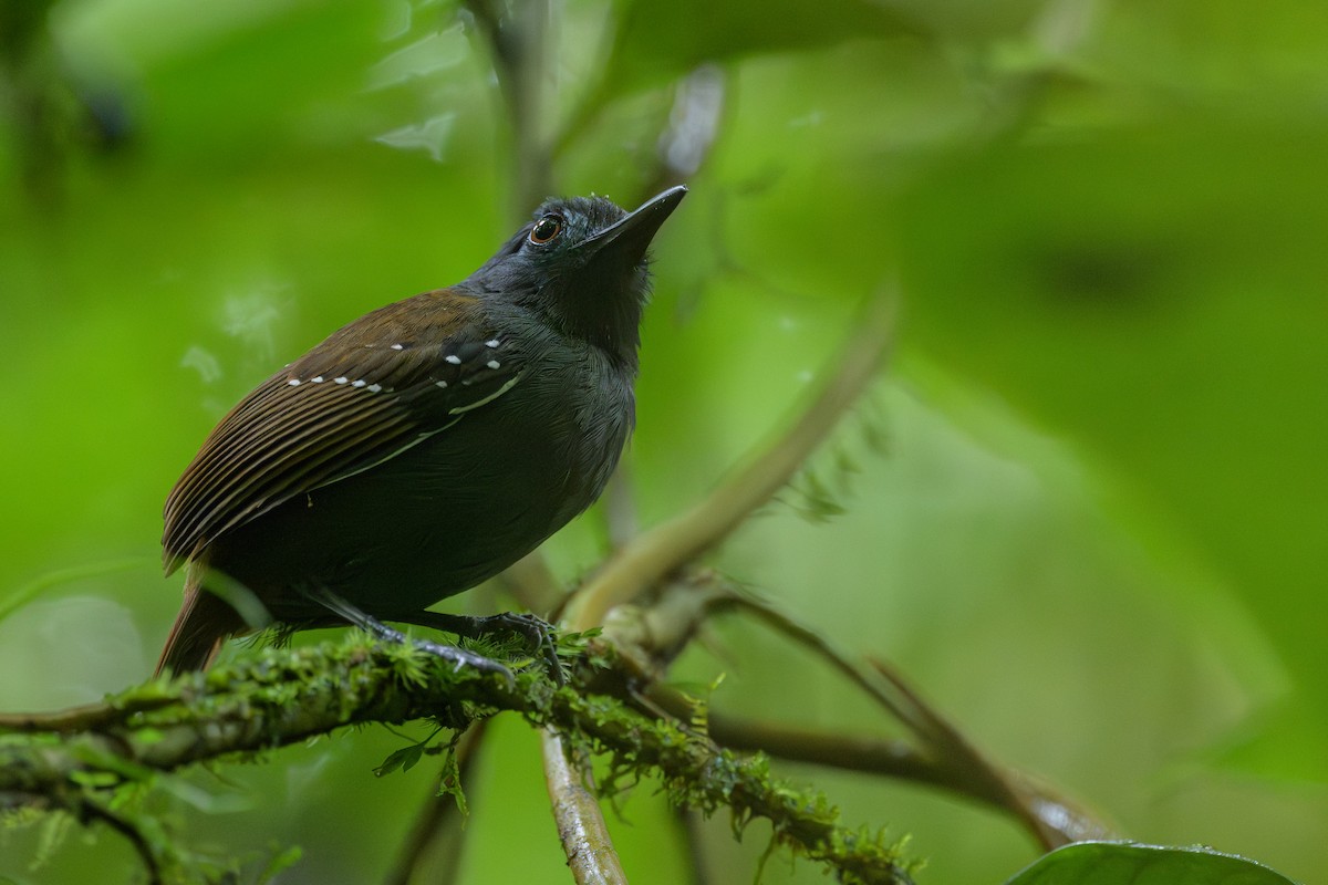 Chestnut-backed Antbird - ML638268676