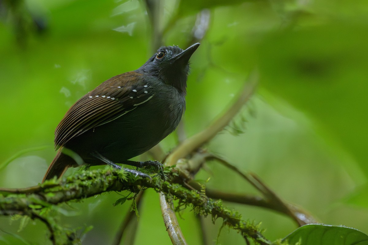 Chestnut-backed Antbird - ML638268680