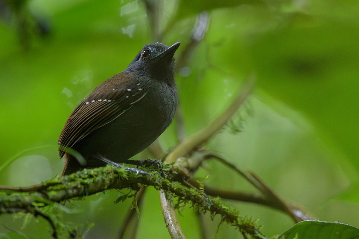 Chestnut-backed Antbird - ML638268681