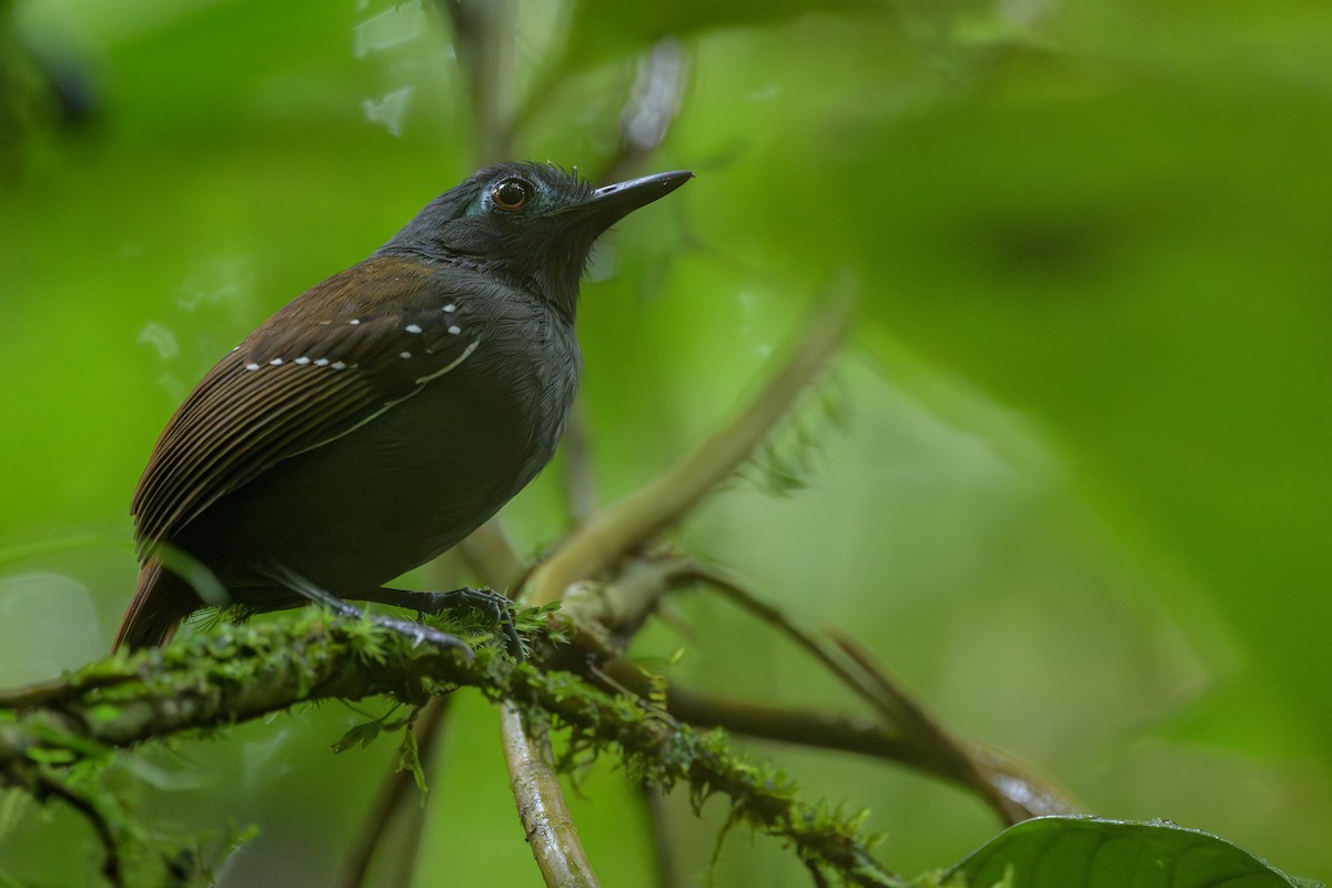 Chestnut-backed Antbird - ML638268682