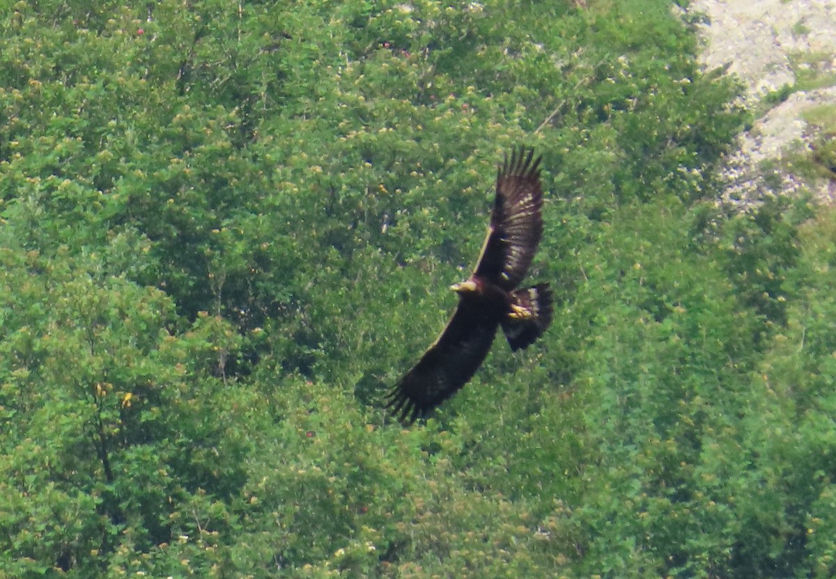 Golden Eagle - ML638268686