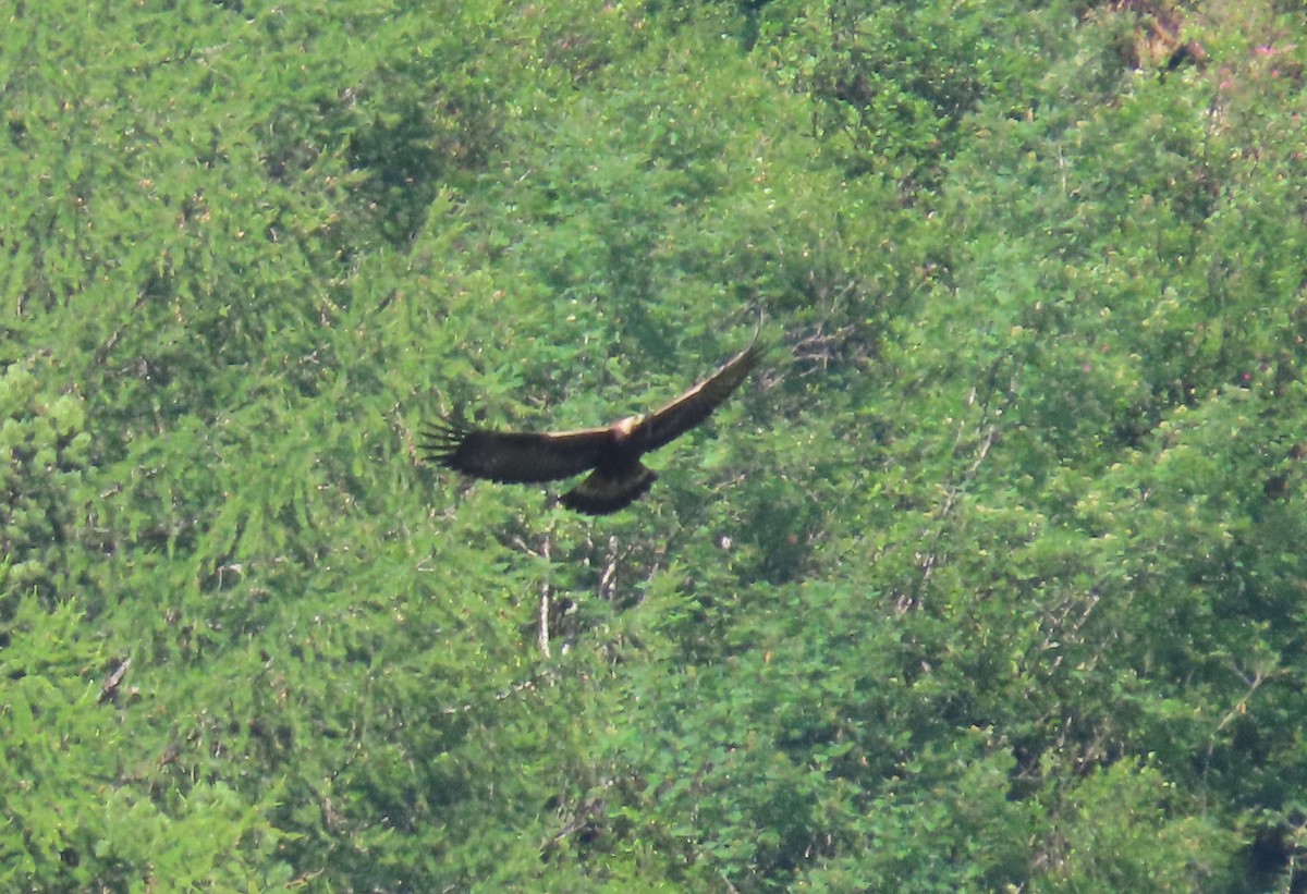 Golden Eagle - ML638268687
