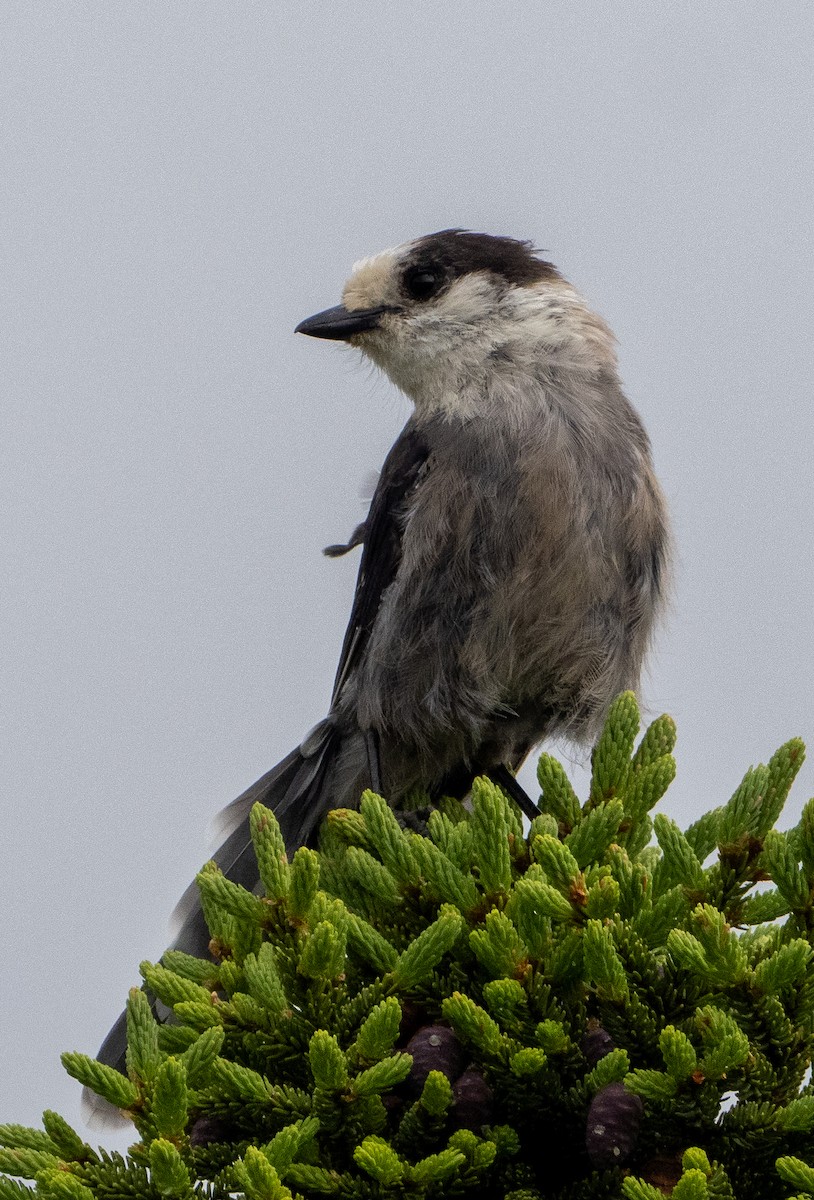 Canada Jay - ML638268690