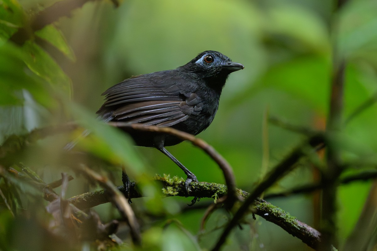 Zeledon's Antbird - ML638268692