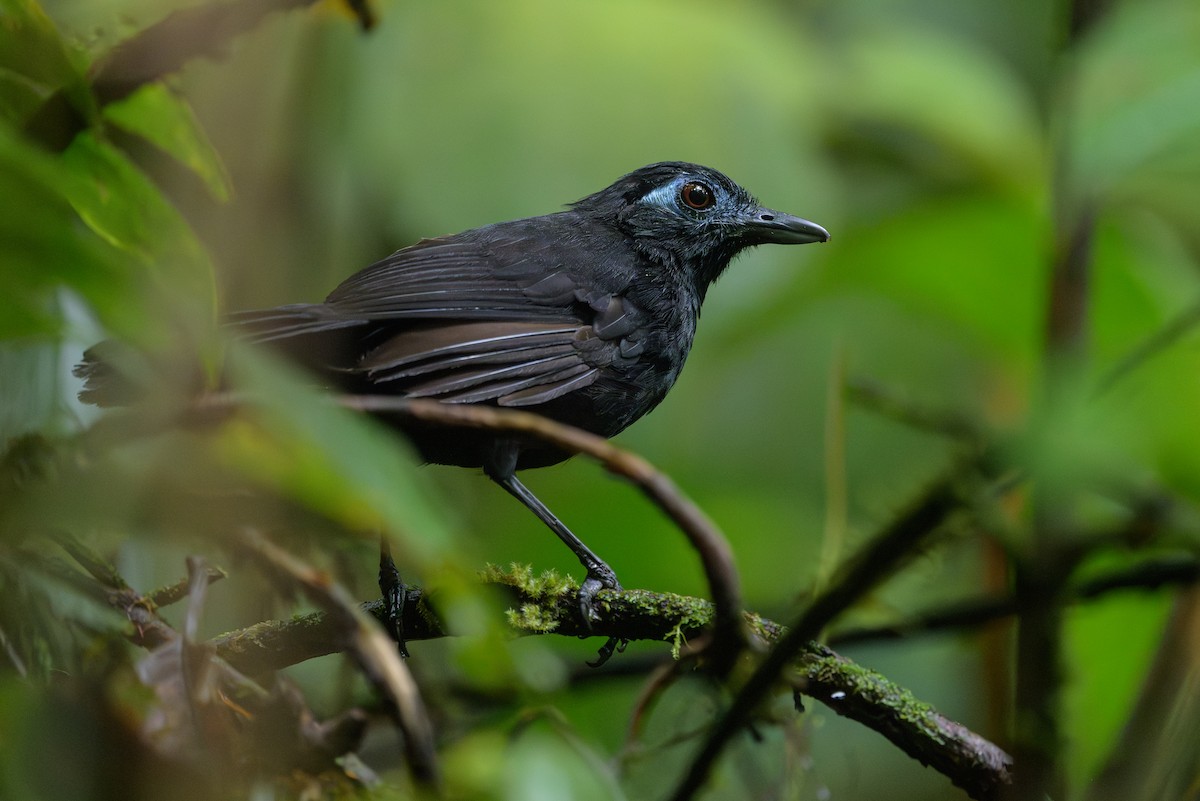 Zeledon's Antbird - ML638268693