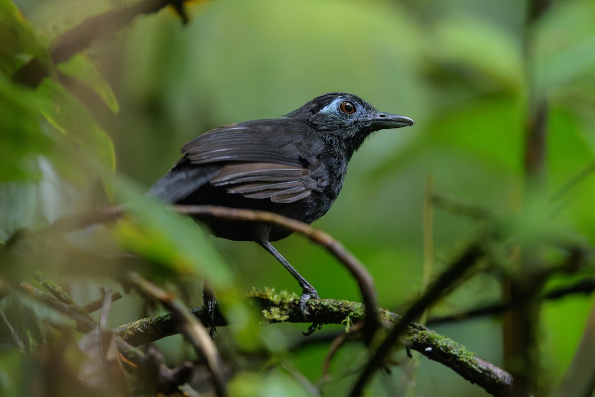 Zeledon's Antbird - ML638268695