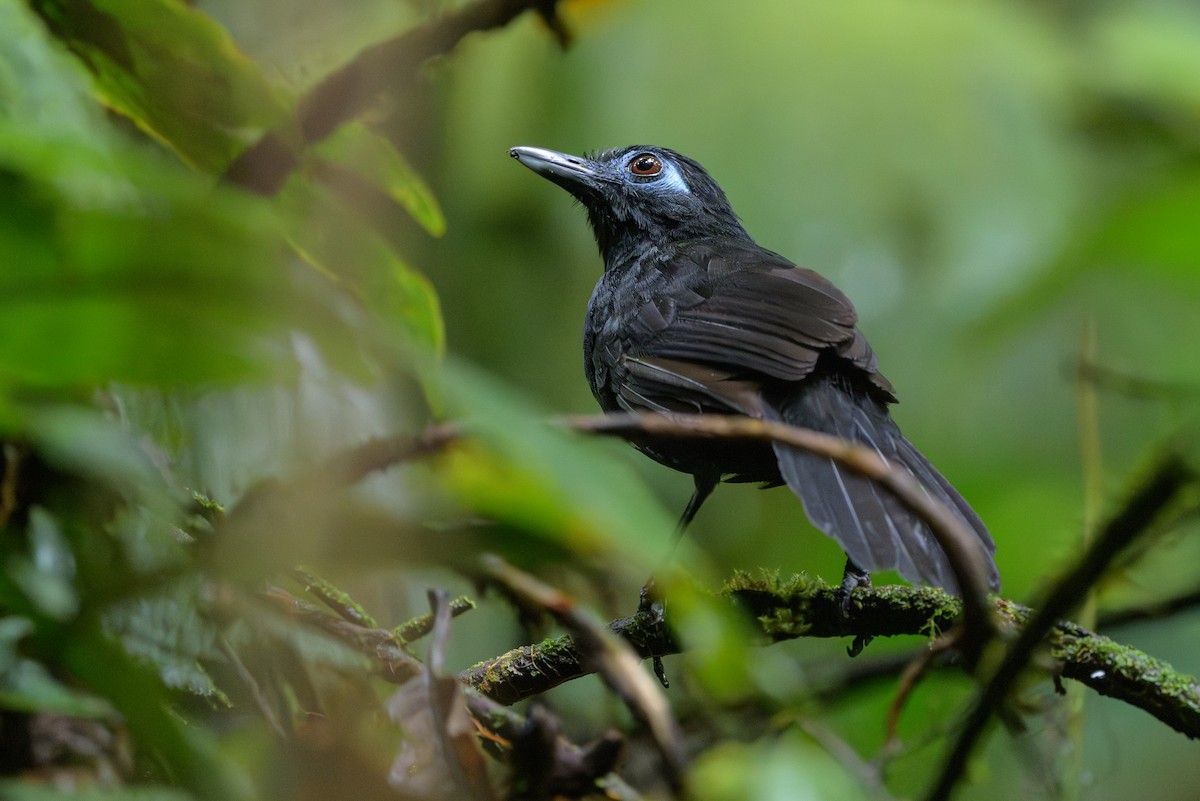 Zeledon's Antbird - ML638268696