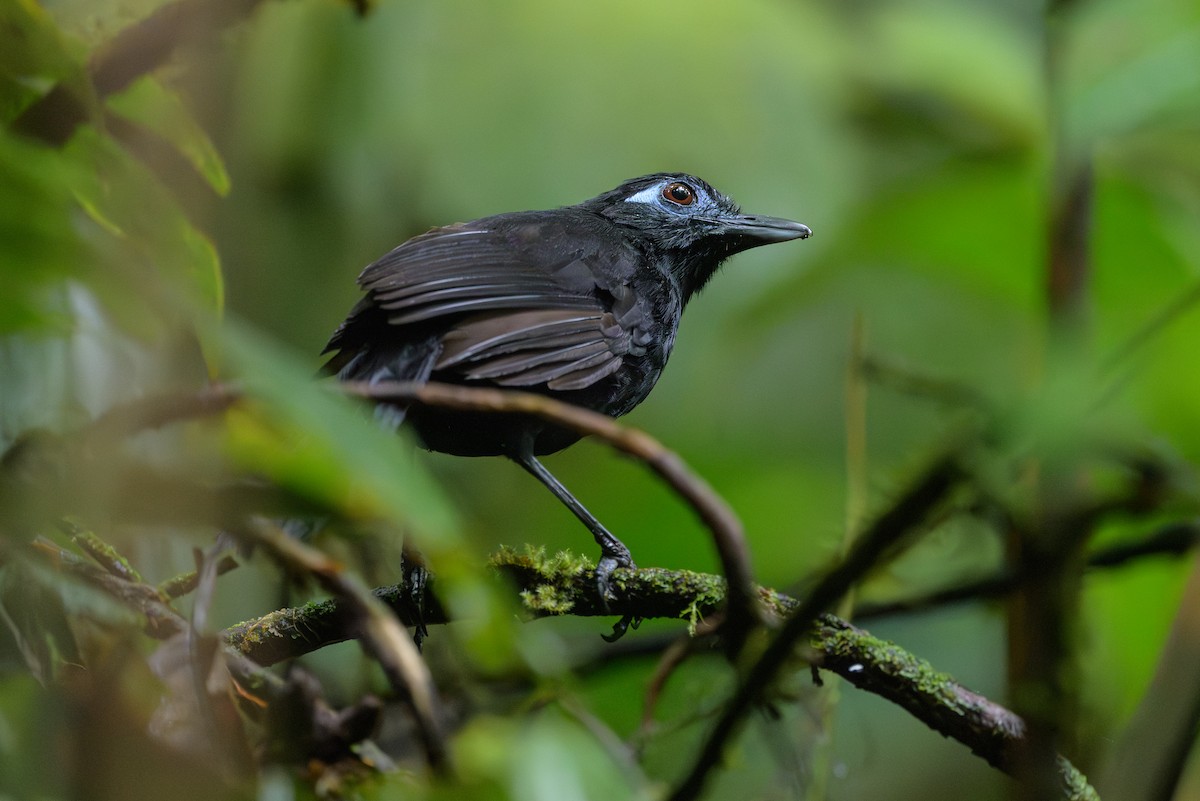 Zeledon's Antbird - ML638268697