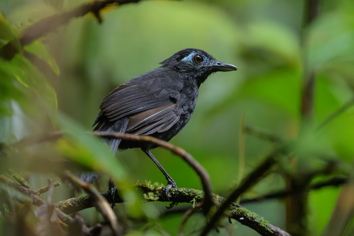 Zeledon's Antbird - ML638268699