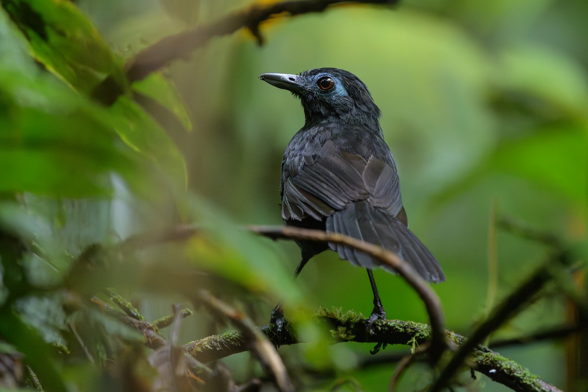Zeledon's Antbird - ML638268701