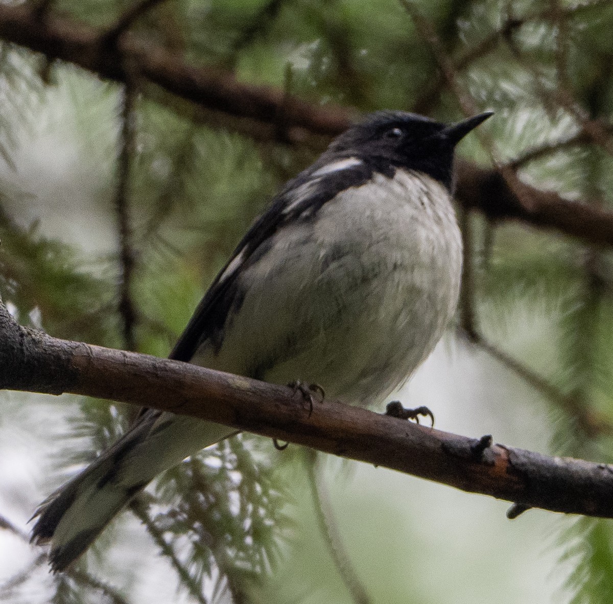 Black-throated Blue Warbler - ML638268704