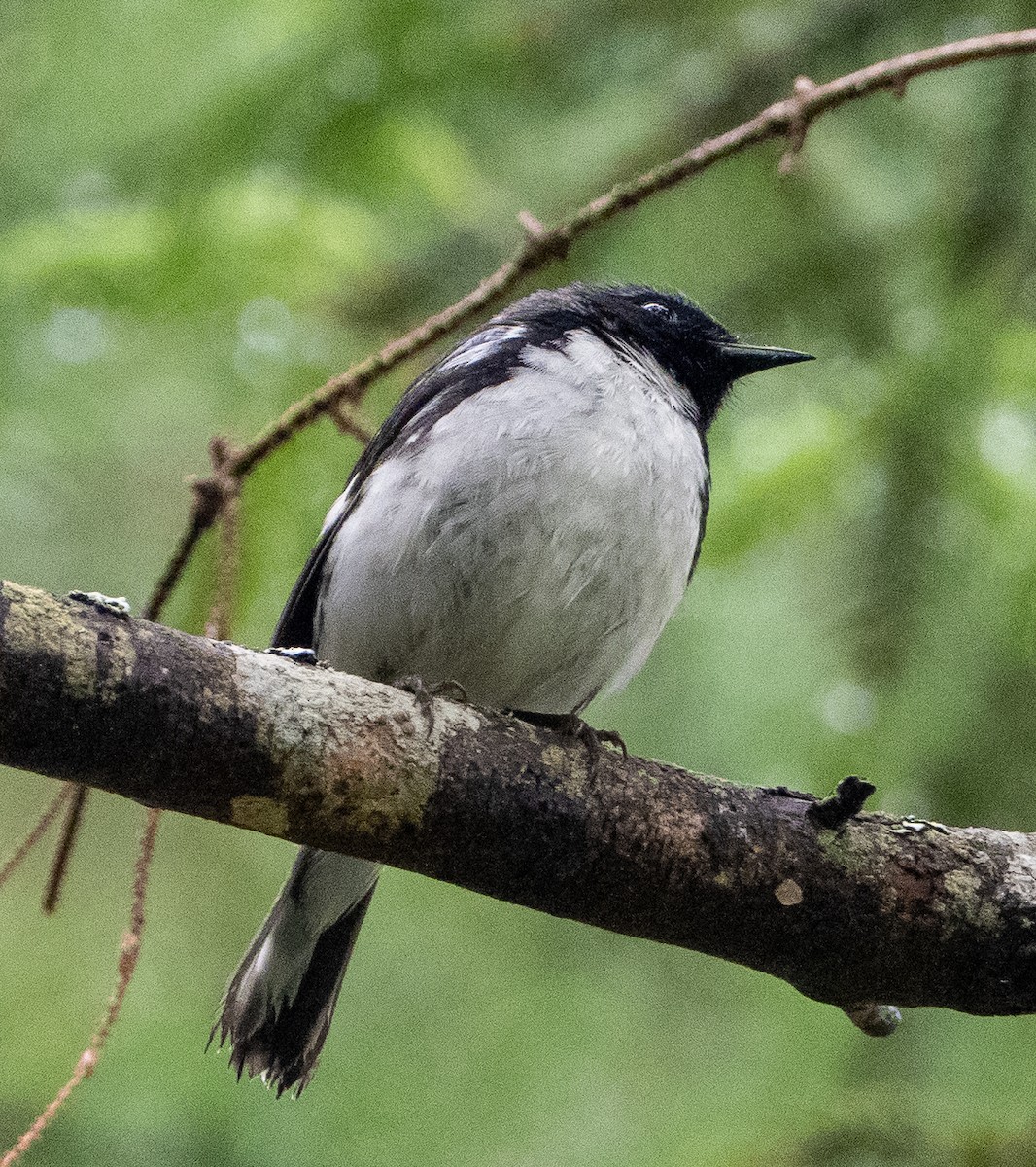 Black-throated Blue Warbler - ML638268708