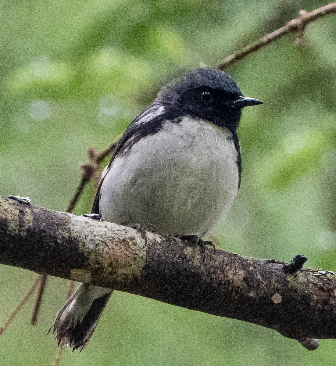 Black-throated Blue Warbler - ML638268713