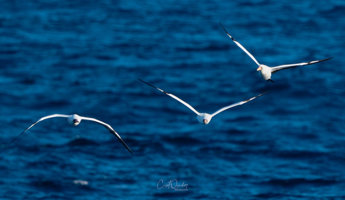 Nazca Booby - ML638268714