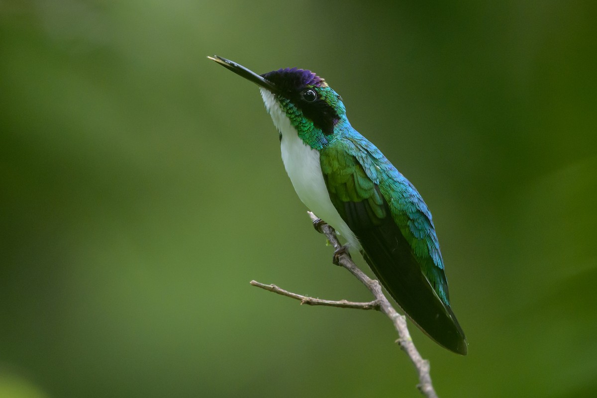 Purple-crowned Fairy - ML638268716