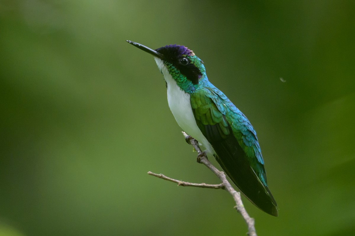 Purple-crowned Fairy - ML638268717