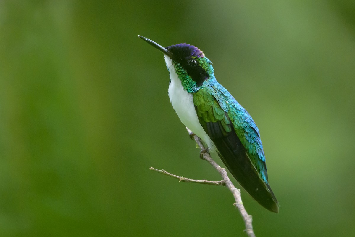 Purple-crowned Fairy - ML638268721