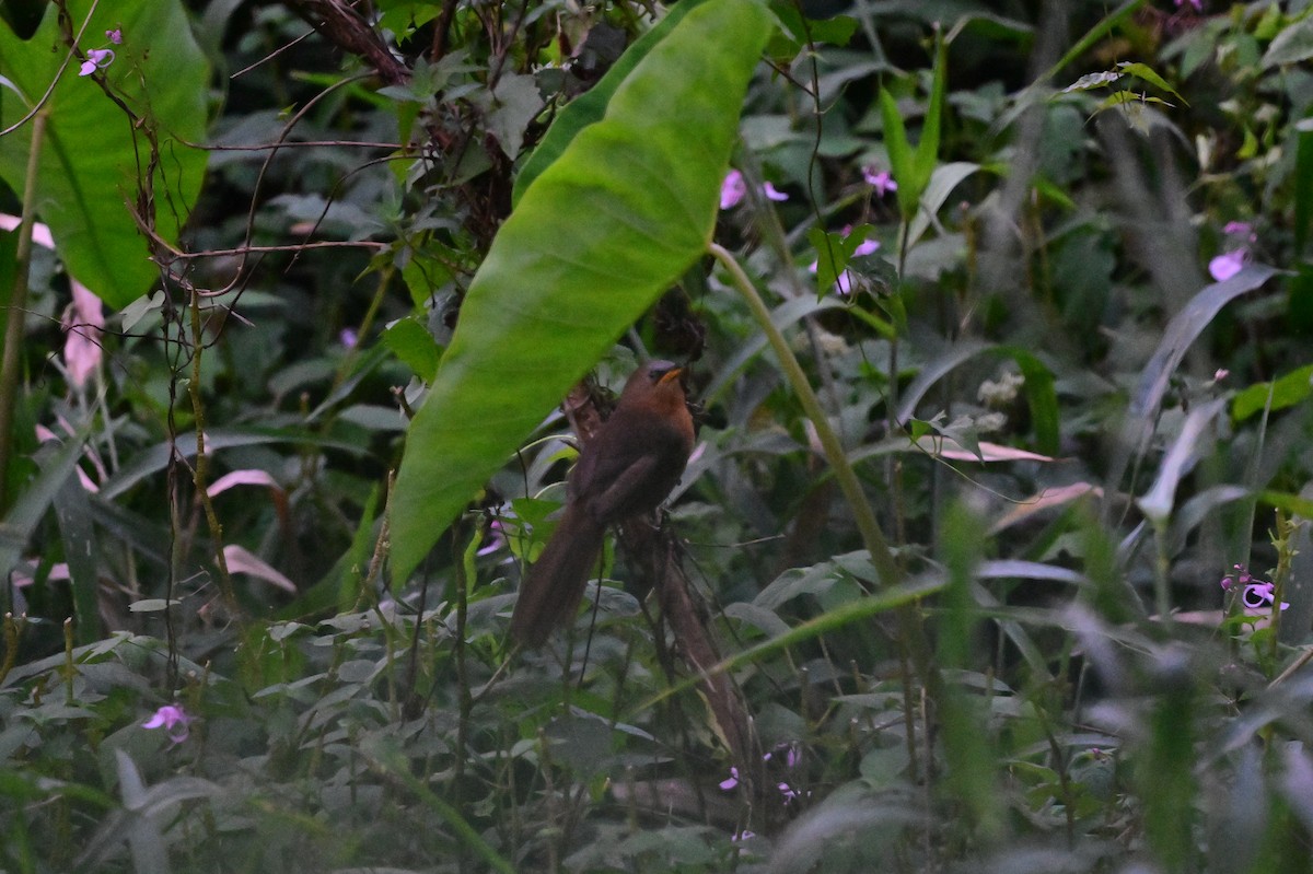 Rufous Babbler - ML638268724