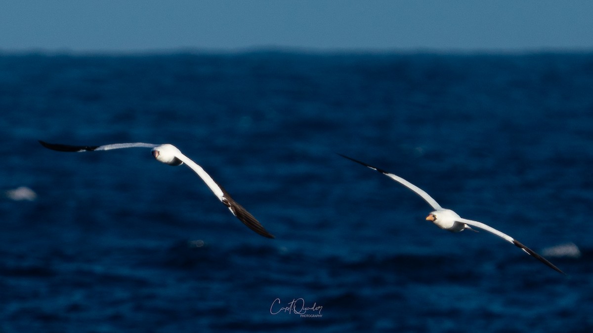 Nazca Booby - ML638268731