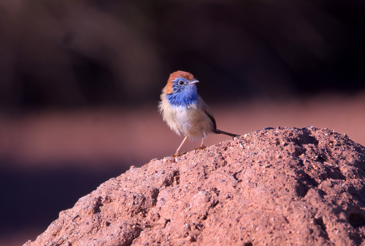 Rufous-crowned Emuwren - ML638268738