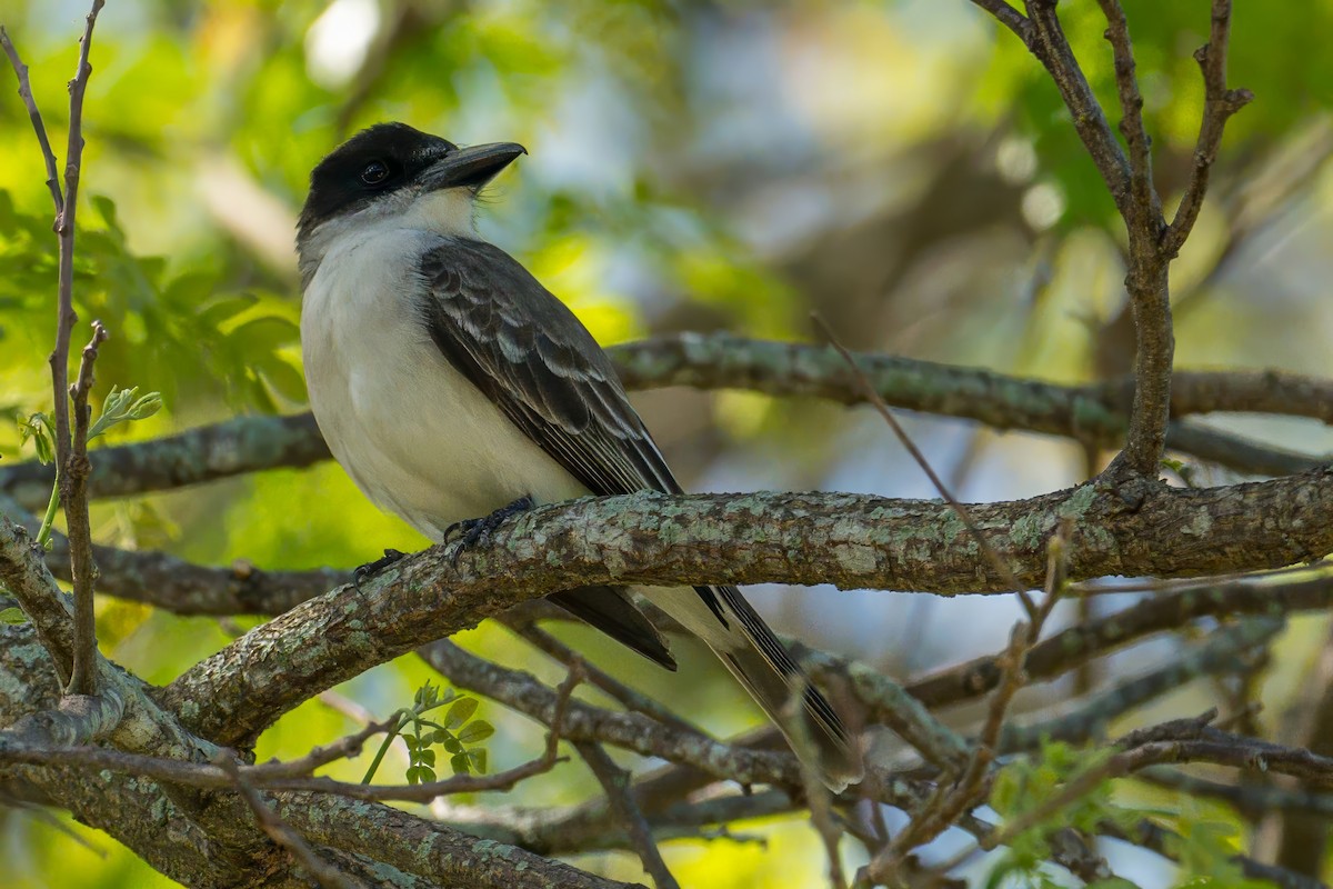 Giant Kingbird - ML638268751