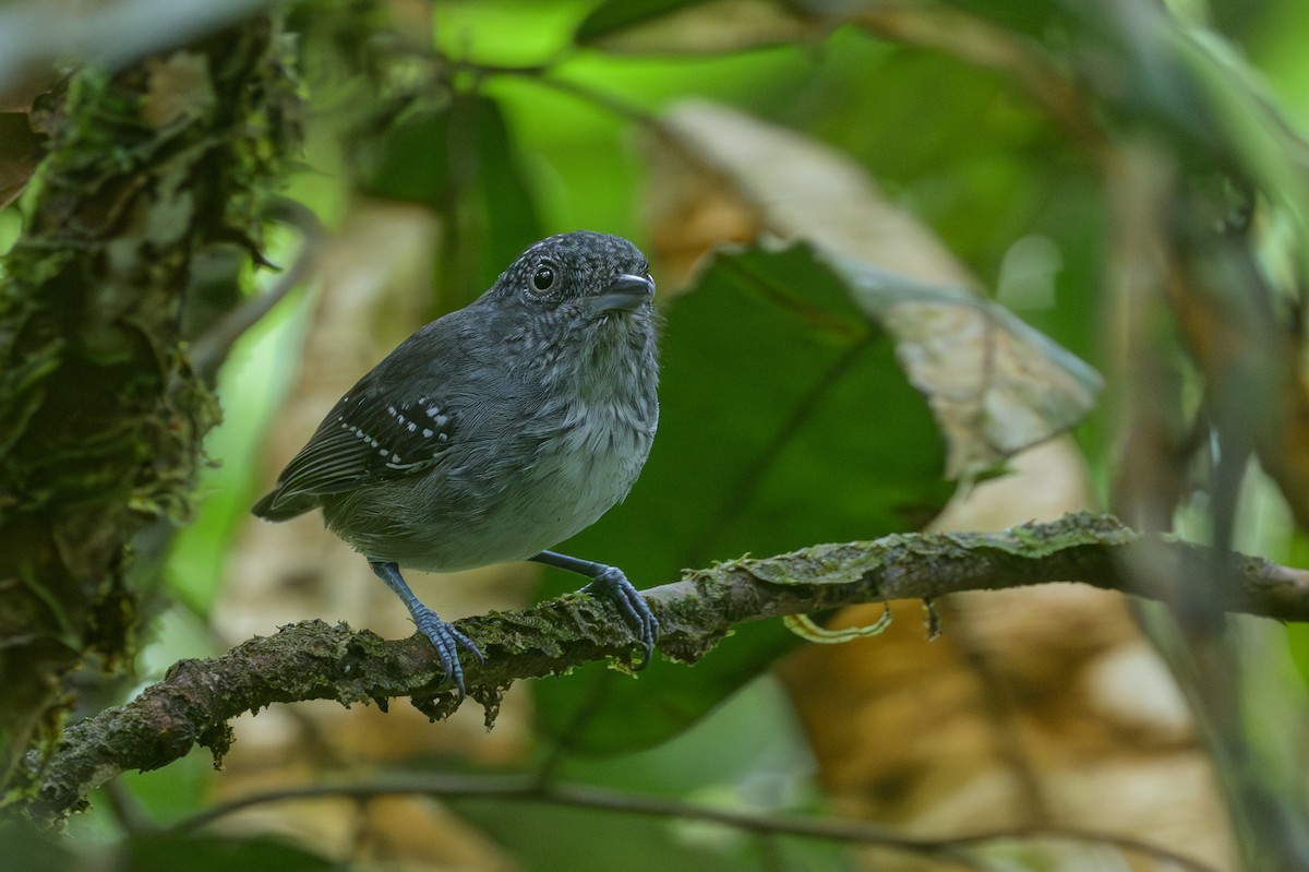 Spot-crowned Antvireo - ML638268759