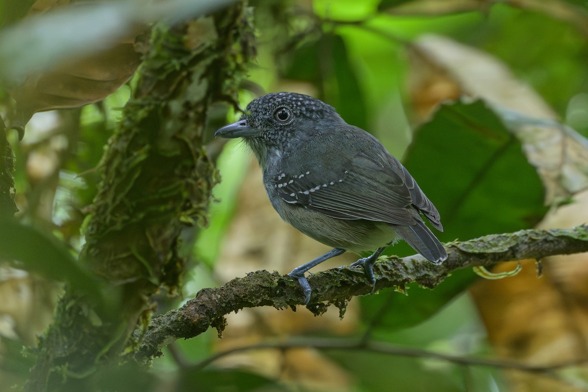 Spot-crowned Antvireo - ML638268760