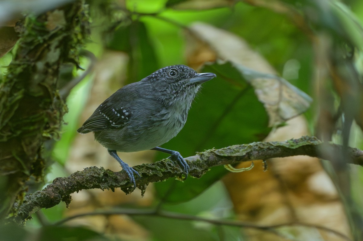 Spot-crowned Antvireo - ML638268761
