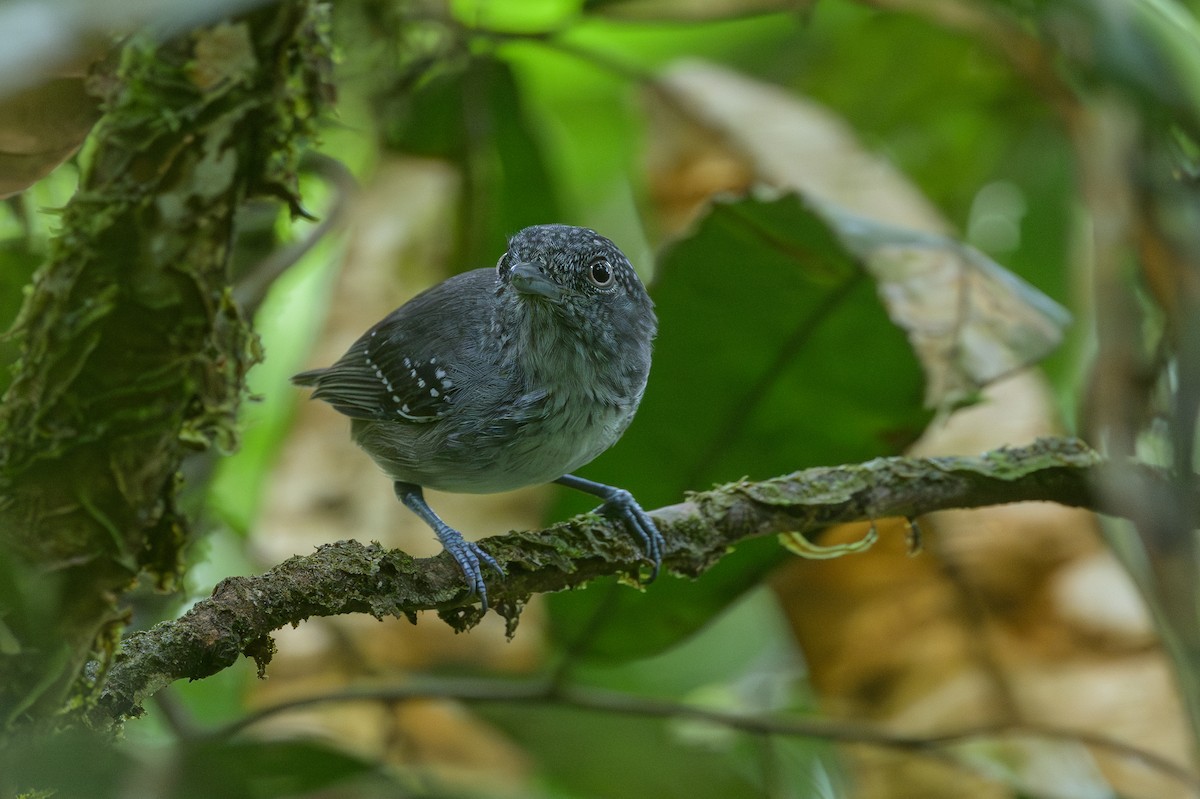 Spot-crowned Antvireo - ML638268762