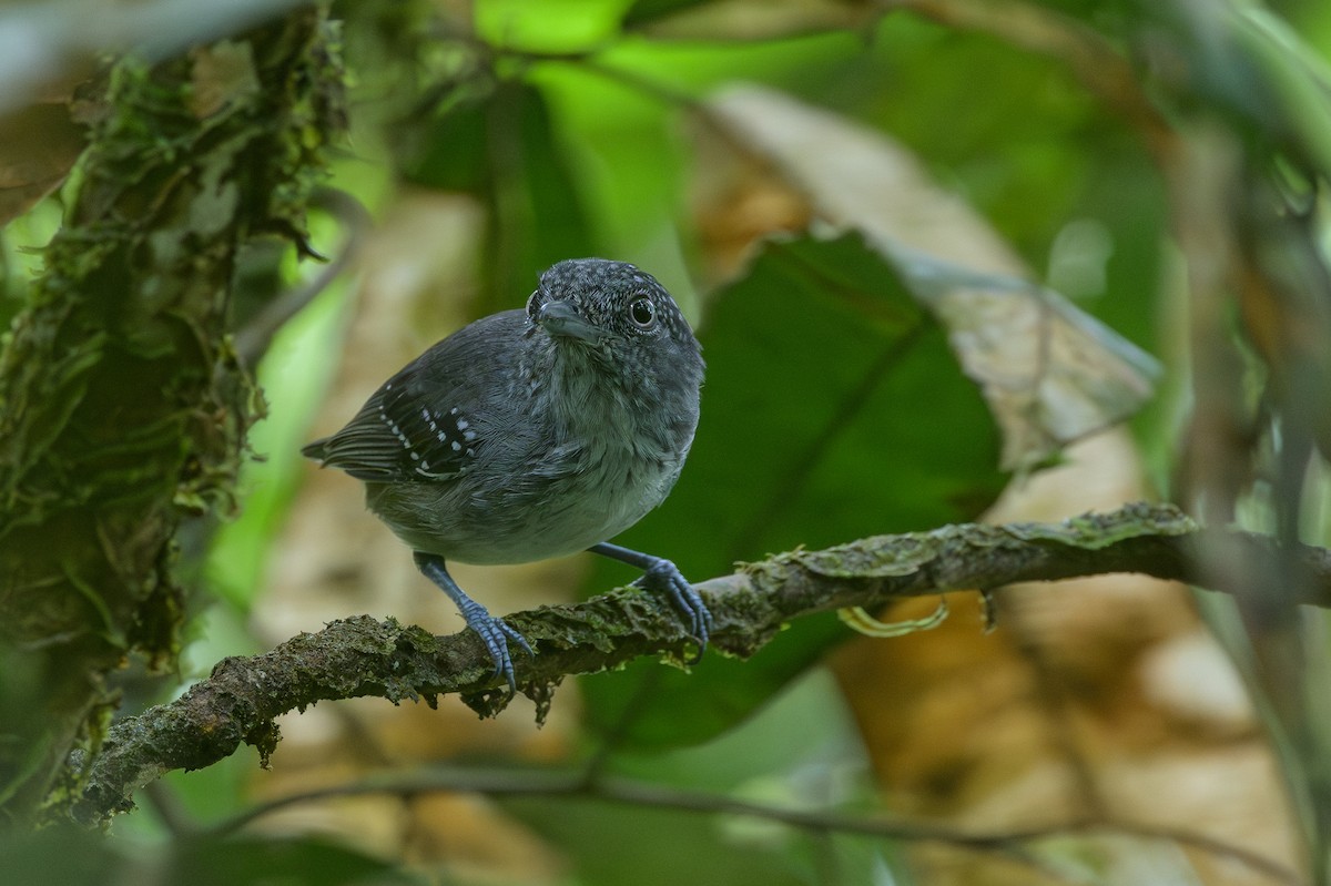 Spot-crowned Antvireo - ML638268763