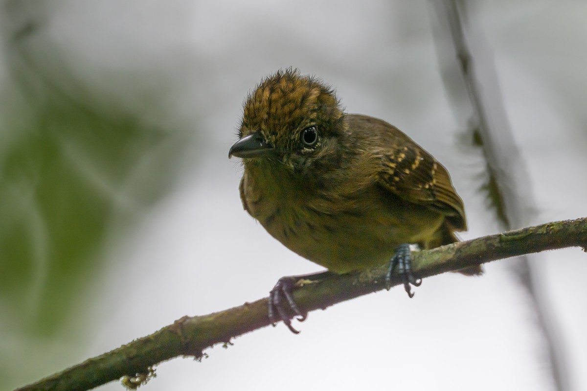 Spot-crowned Antvireo - ML638268764