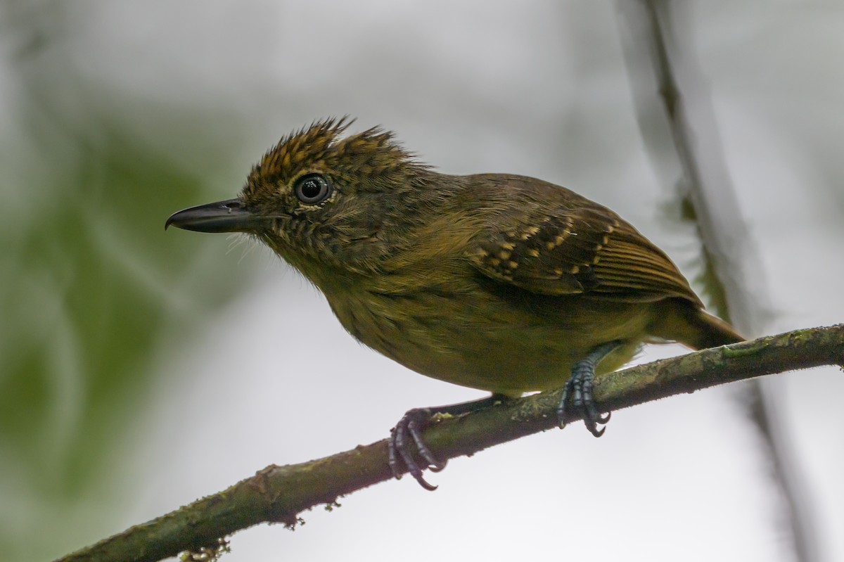 Spot-crowned Antvireo - ML638268765