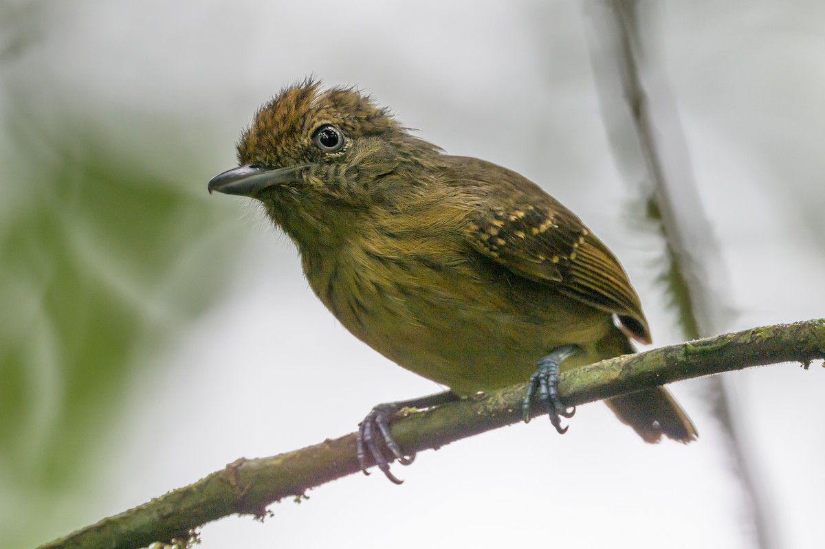 Spot-crowned Antvireo - ML638268766