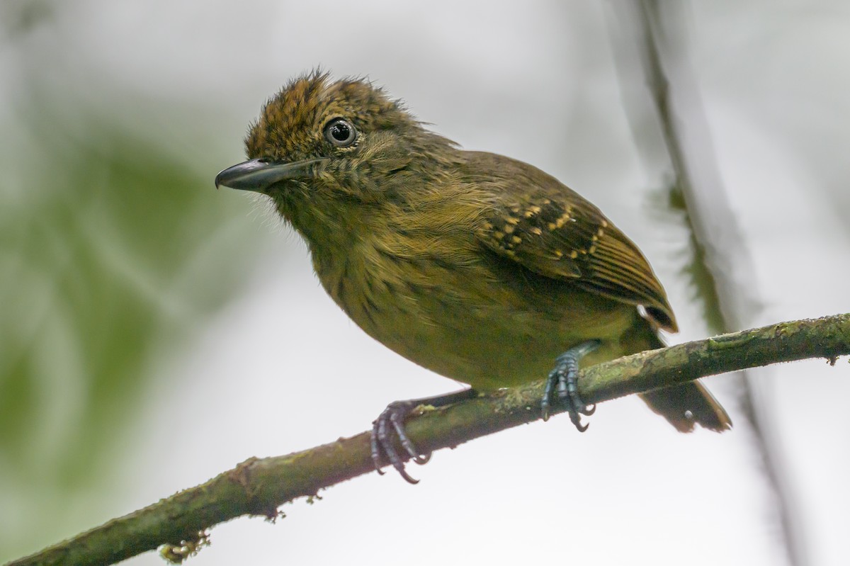 Spot-crowned Antvireo - ML638268767