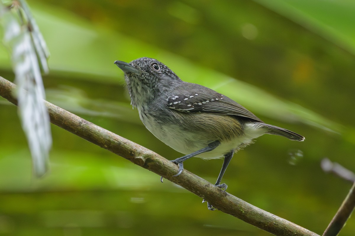 Spot-crowned Antvireo - ML638268769