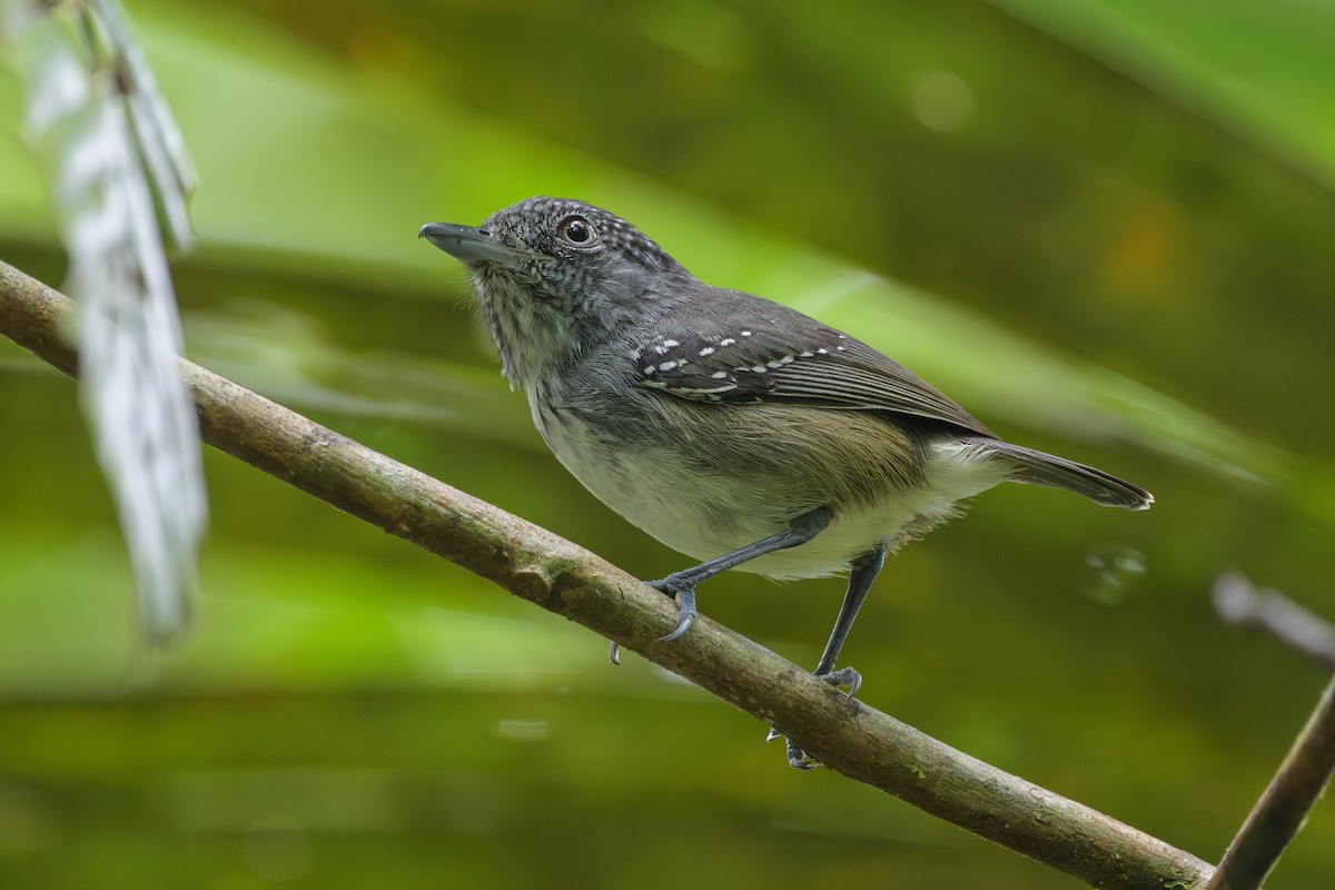Spot-crowned Antvireo - ML638268771