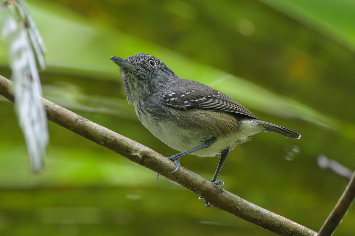 Spot-crowned Antvireo - ML638268772