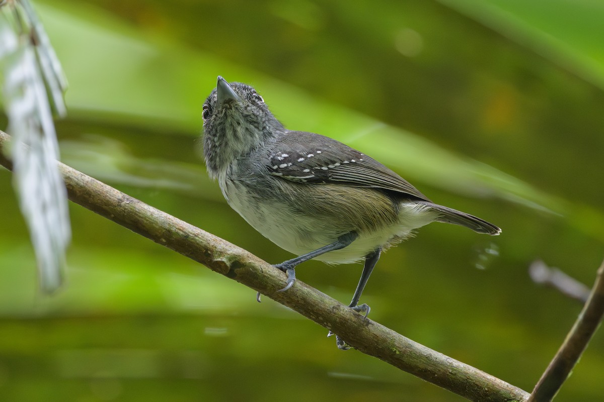 Spot-crowned Antvireo - ML638268773