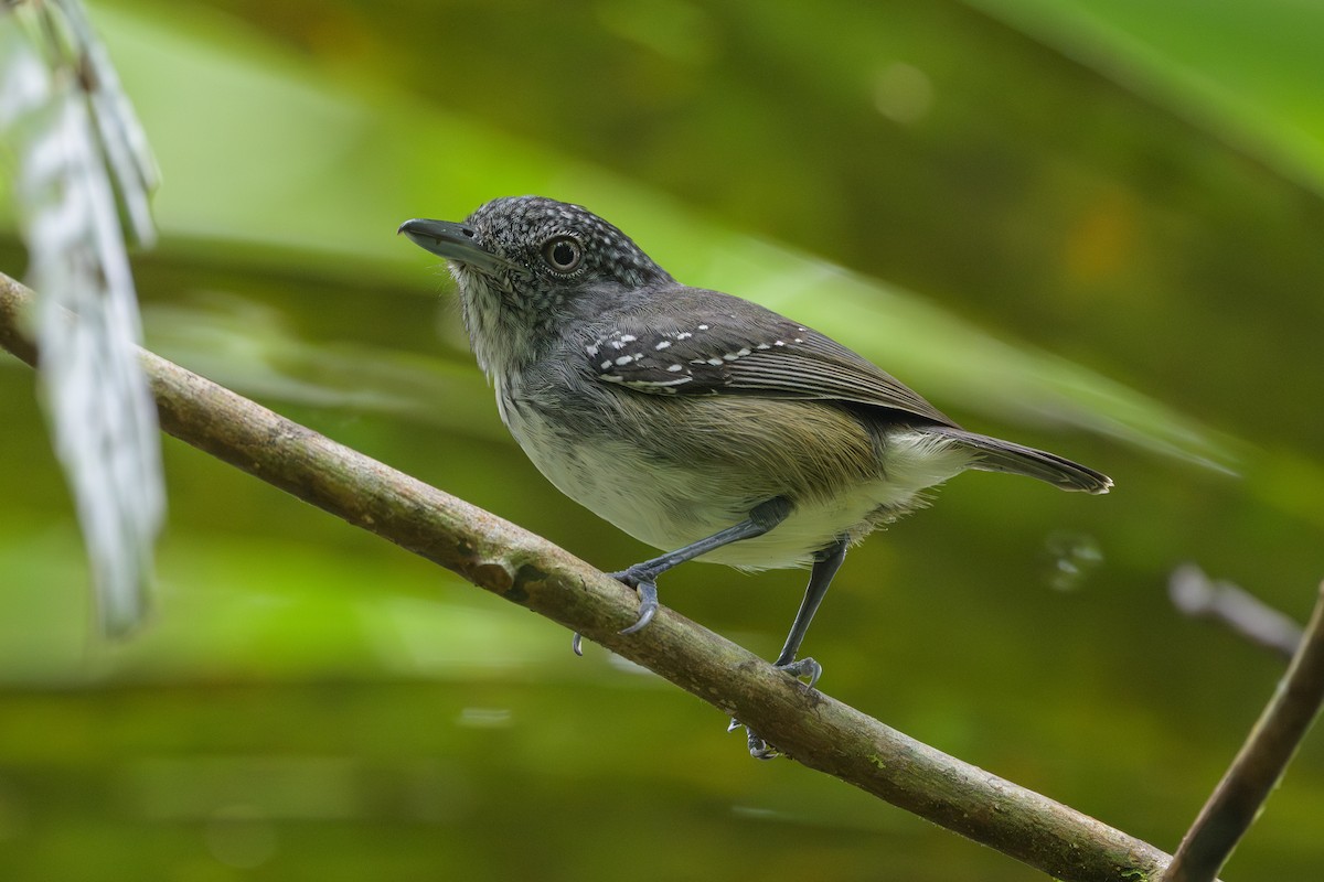Spot-crowned Antvireo - ML638268774