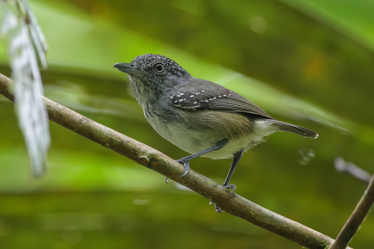 Spot-crowned Antvireo - ML638268775