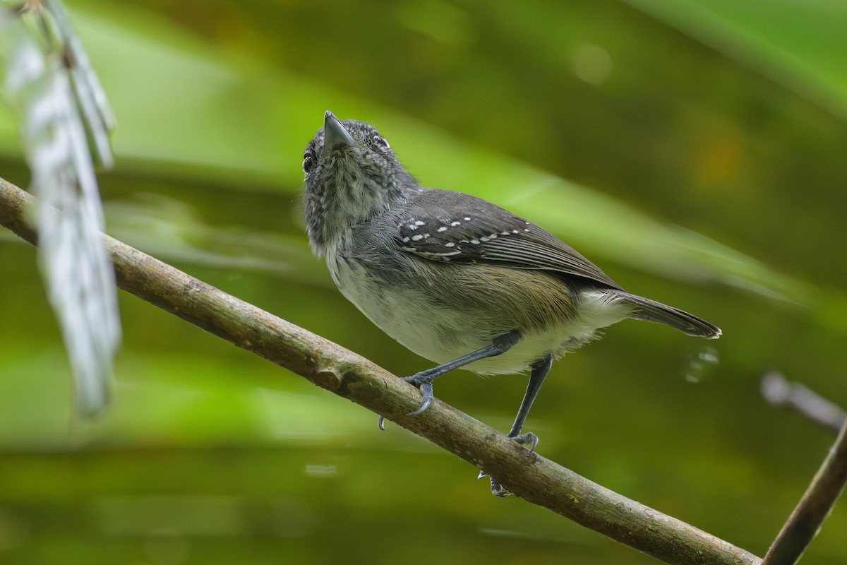 Spot-crowned Antvireo - ML638268776