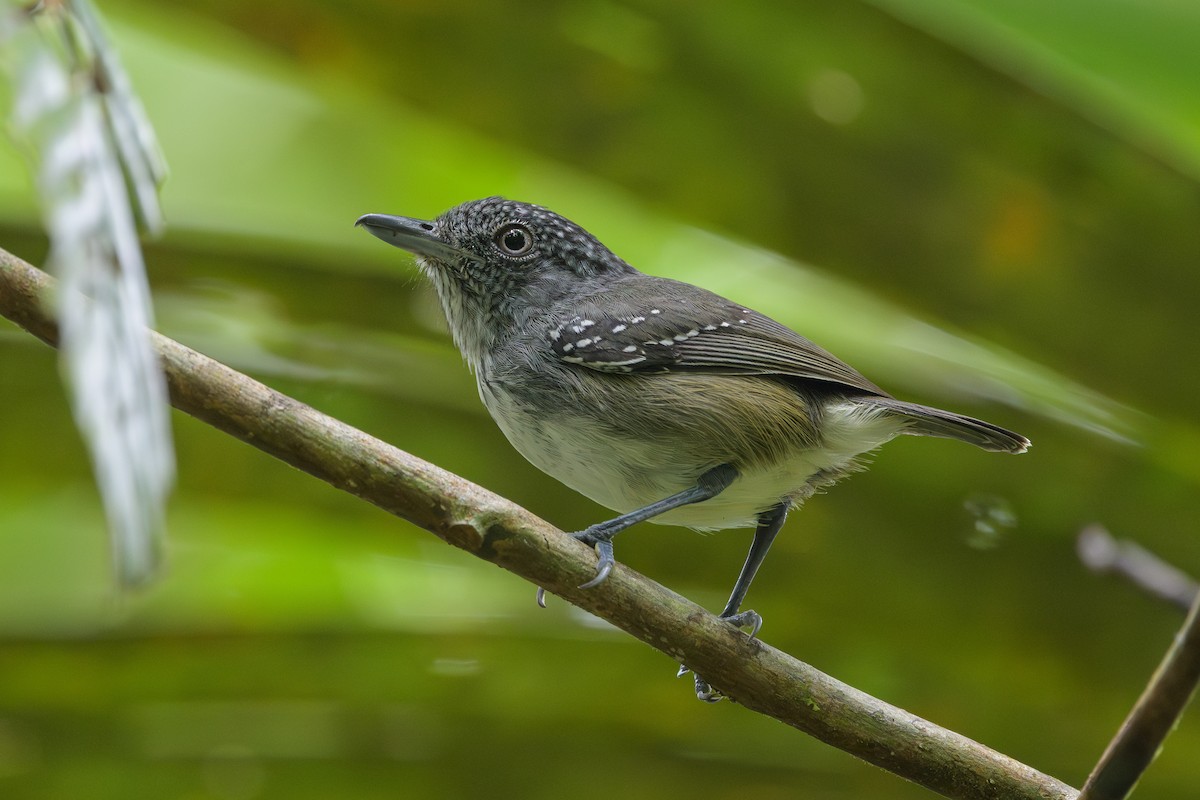 Spot-crowned Antvireo - ML638268777