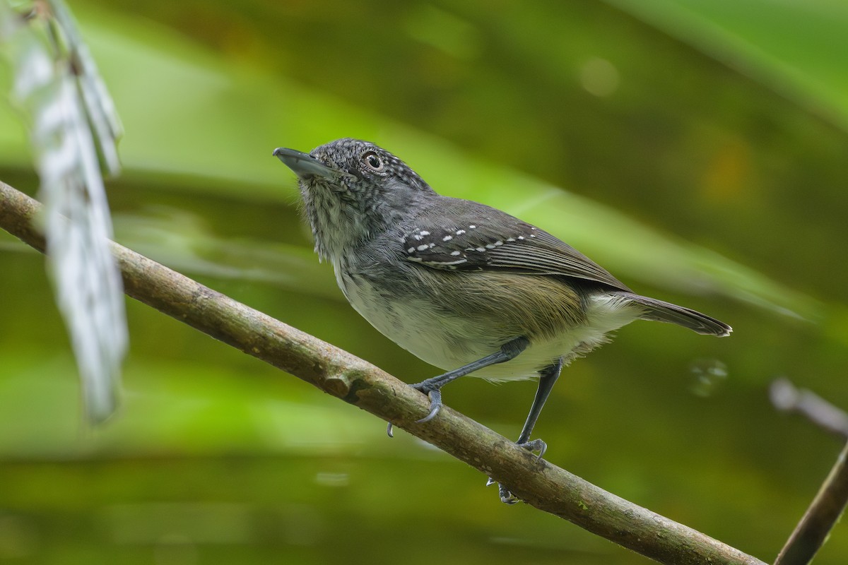 Spot-crowned Antvireo - ML638268778